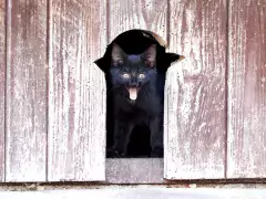 the purring: here's kitty! photo