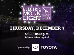 electric moonlight photo