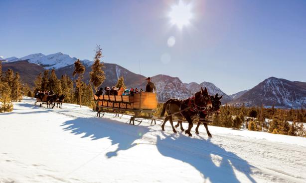 Mules pulling a sleigh over snow