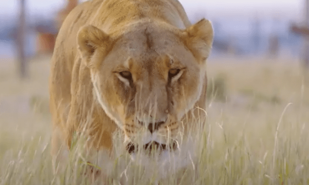 Wild Animal Sanctuary