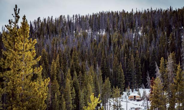 Yurt set in a snowy forest