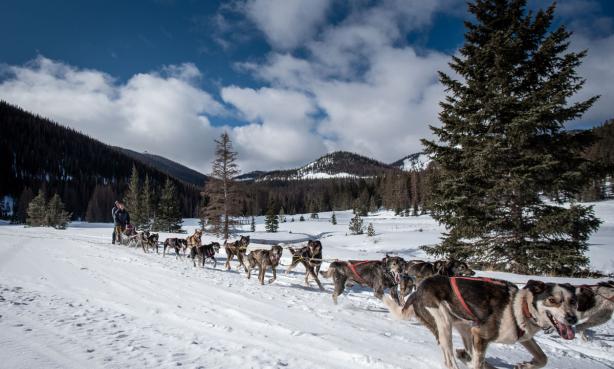 Dog sledding near Salida with blue sky in background