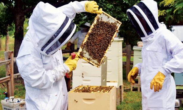 Beekeepers working at Hudson Gardens in Littleton