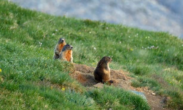 A family of yellow-bellied marmots