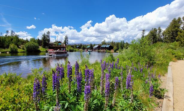Purple wildflowers blooming near the water at Point Park in Grand Lake Colorado