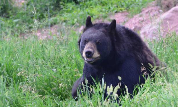 A black bear sits in a meadow of green grass