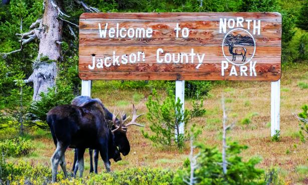 Moose in North Park