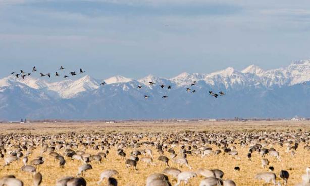 Sandhill cranes at Monte Vista National Wildlife Preserve near Alamosa