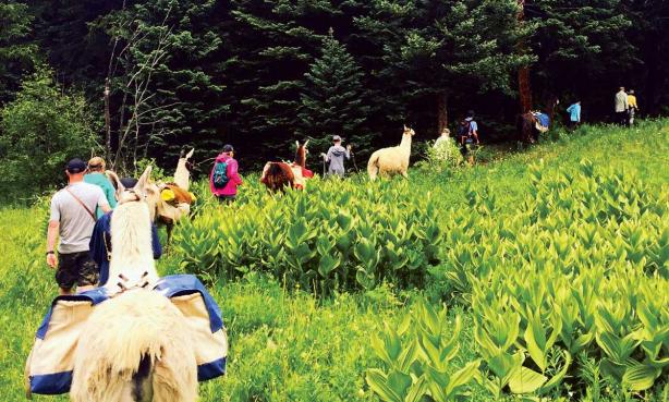 Llama excursion with Paragon Guides
