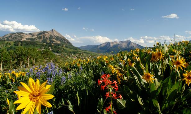 Mount Crested Butte, covered in green trees slopes down into a meadow blanketed in purple, red and yellow wildflowers