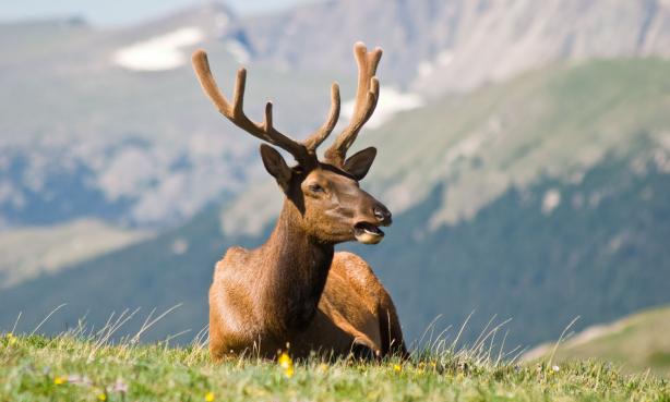 An elk in Rocky Mountain National Park