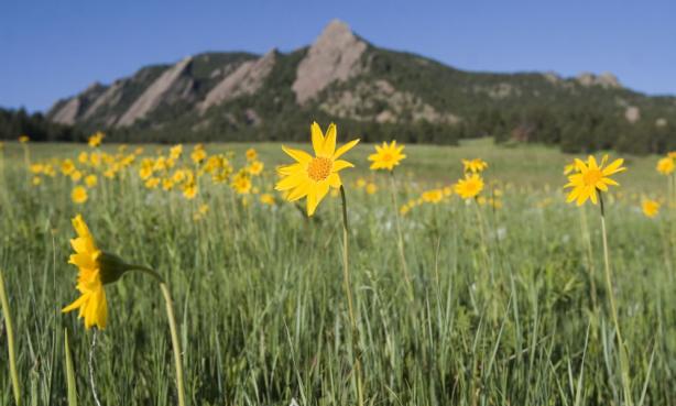 Flowers in a field with a mountain in the background