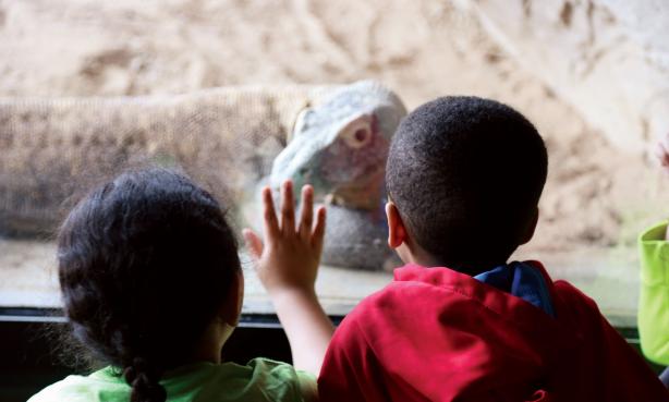 Marveling at monitor lizards at the Denver Zoo
