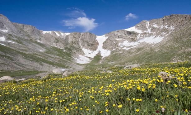 A wildlower basin along the Mount Blue Sky Scenic Byway with a trace of snow under a blue sky