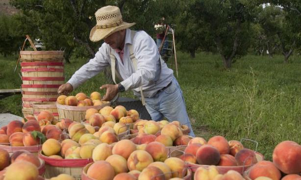 A person sorts through freshly harvested Palisade peaches on a table in Palisade, Colorado.
