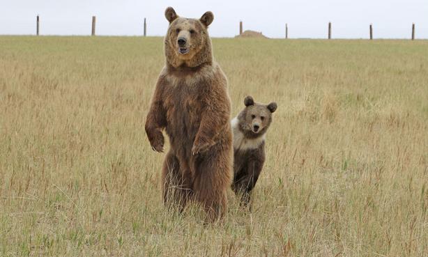 A mama brown bear stands up straight on its back legs, its mouth slightly ajar, its eyes focused on something past the photographer. Behind the mama bear is a little baby brown bear, peeking out to the side to stare at the same spot as its mother. The baby has a thick stripe of white-ish fur around its neck. Beyond them is a stretching field of tall grass within the Wild Animal Sanctuary.