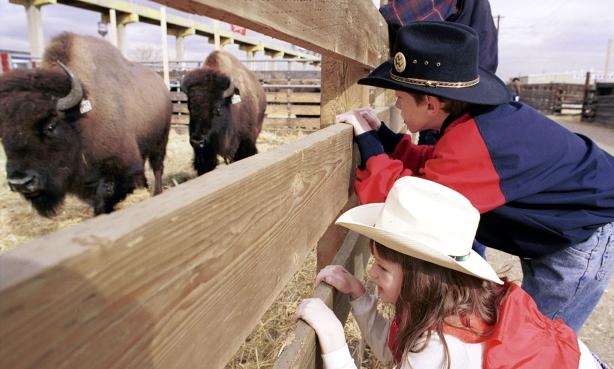 National Western Stock Show visitors peer at bison at the National Western Complex in Denver