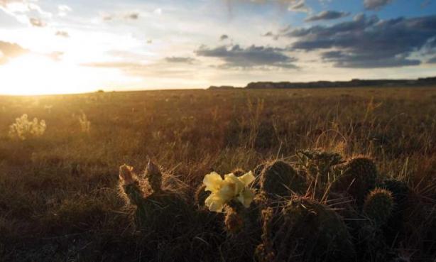 Colorado State University - Great Plains IDEA