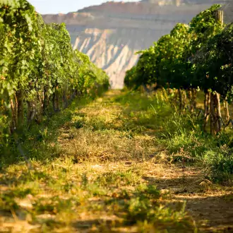 Closest winery hotsell