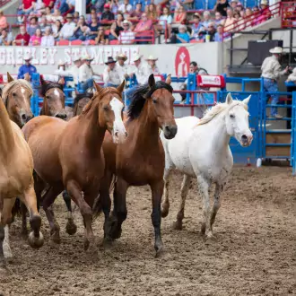 horse demonstration photo