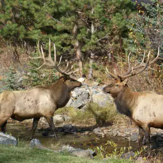 wildlife at our frontdoor photo