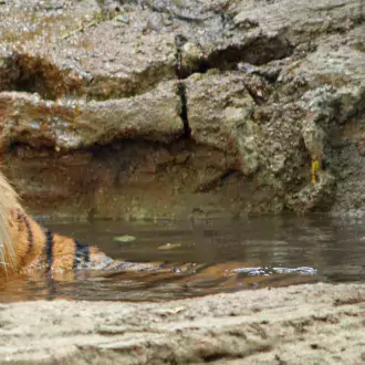 amur tiger photo