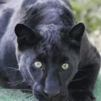 "eddy" the black leopard photo