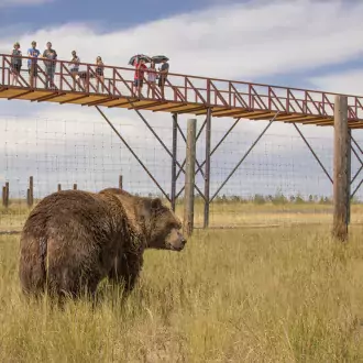 kodiak grizzly bear in open habitat photo