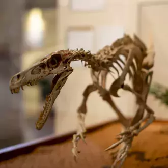 velociraptors are smaller than the movies tell us, come see how big a velociraptor really was. photo