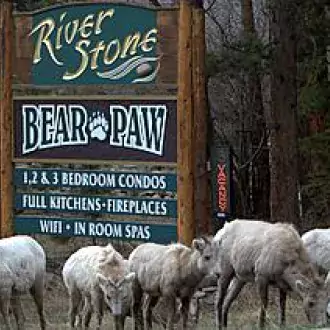 big horn sheep photo