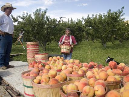 Picking peaches in an orchard in Colorado's fruit and wine country - Palisade, CO