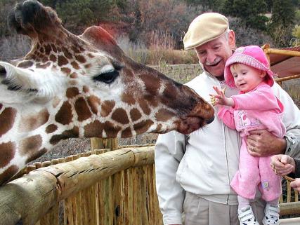 A little girl feeds at giraffe at Cheyenne Mountain Zoo - Colorado Springs, CO