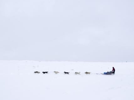 Dog sledding in a snowy landscape - near Edwards, CO