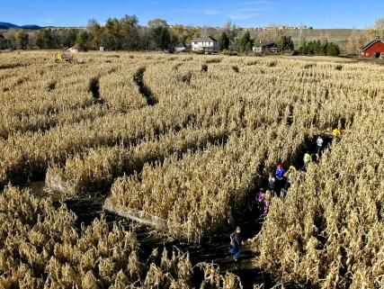 Kids run through a corn maze at the Denver Botanic Gardens at Chatfield - Littleton, CO