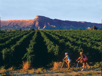 Grand Valley bike tour - Grand Junction, CO