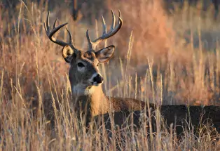 Track a buck on a guided hunt