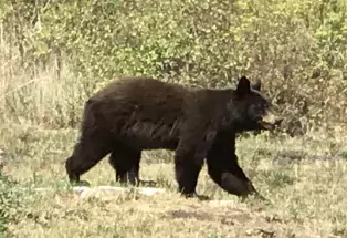 A bear outside Marble