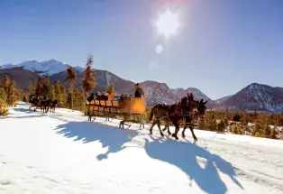 Mules pulling a sleigh over snow
