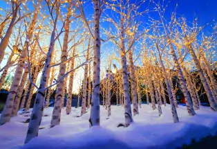 Aspen trees decorated with holiday lights