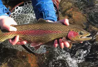 Cutthroad trout