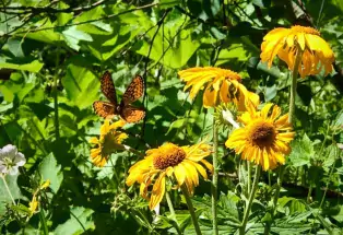 Marble's beautiful flora and fauna