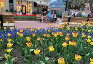 Tulip season on Pearl Street