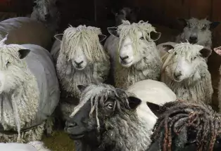 Wensleydale sheep at DeGoatsnSheep Ranch