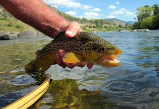 Angle for plump trout
