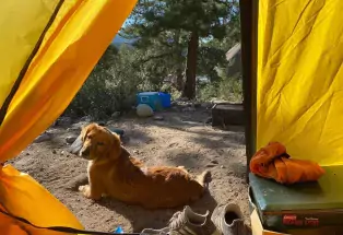 Dog at the opening of yellow tent, camping in Salida.