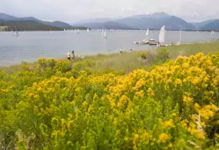 Yellow flowers and sailboats at Lake Dillon