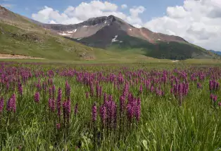 Purple wildflowers on Engineer Pass near Silverton