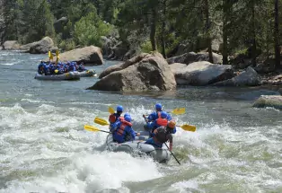 Three groups of whitewater rafters float down the Arkansas River in Browns Canyon National Monument in Colorado. The water is semi-calm but with some waves, and one of the groups on an inflatable gray raft are nearing the end of the waves, holding yellow paddles. Slightly in the distance past some large rocks in the water are the other two groups on still water. Around the groups are thick groves of pine trees.