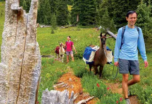 A llama trek with Paragon Guides