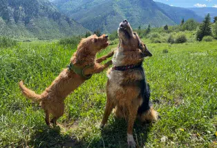 Two dogs playing on a Colorado hike